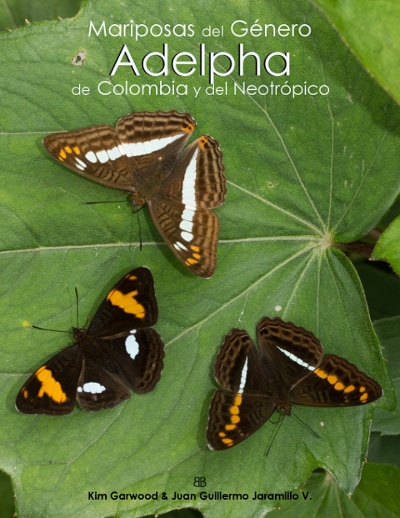 PictureGenus Adelpha nymphalidae brushfoot butterfly