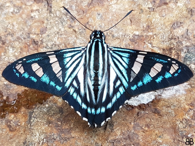Imagen Phocides perillus Hesperiidae Skypper butterfly