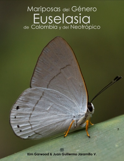 PictureGenus Euselasia Riodinidae metalmark butterfly